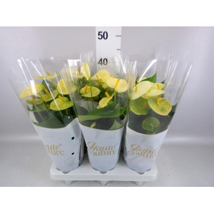 Anthurium andr. 'Vanilla'