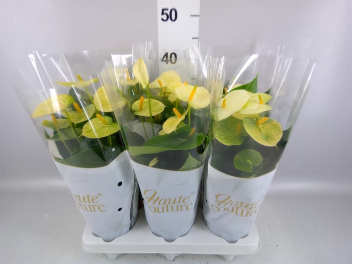 <h4>Anthurium andr. 'Vanilla'</h4>