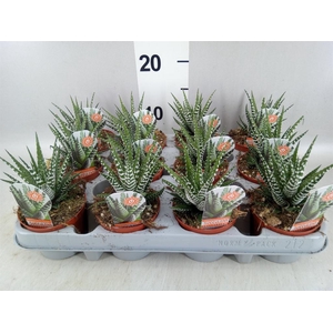 Haworthia fasciata 'Big Band'