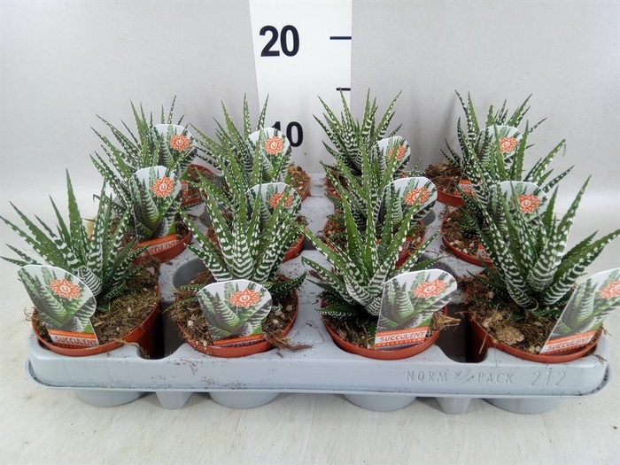 <h4>Haworthia fasciata 'Big Band'</h4>