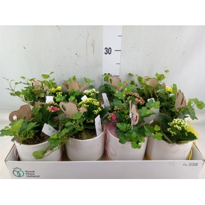 Arr.   Planten L%