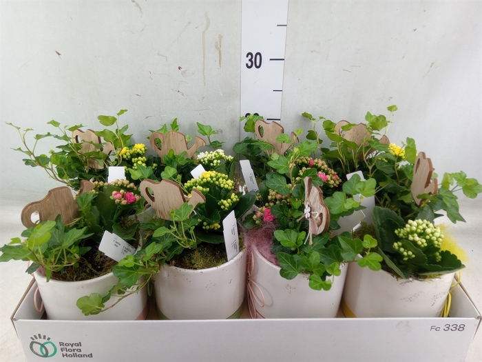 <h4>Arr.   Planten L%</h4>