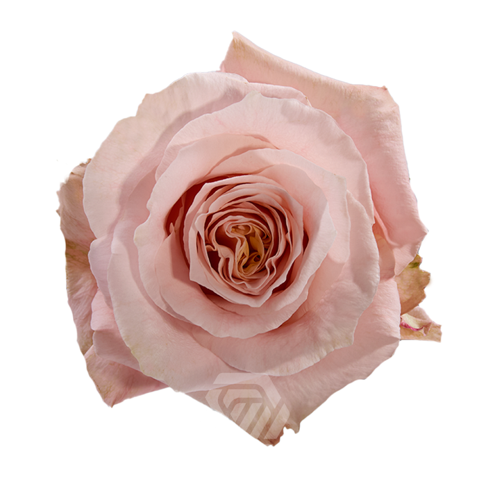 <h4>R GR SHIMMER Tessa</h4>