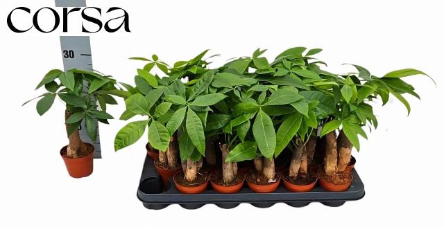 <h4>PACHIRA AQUATICA</h4>