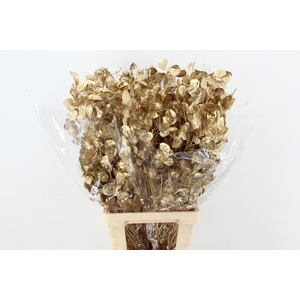 DF Lunaria Bs Antique Gold
