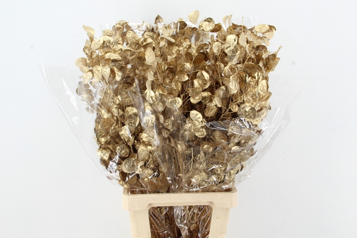 <h4>DF Lunaria Bs Antique Gold</h4>
