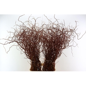 Salix Golden Curls 80 Cm