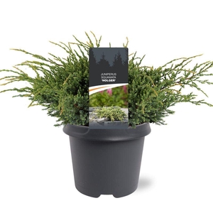 Juniperus squamata Holger