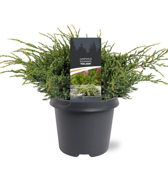 <h4>Juniperus squamata Holger</h4>