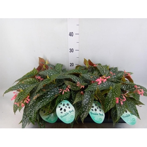 Begonia BD 'Double Dot'