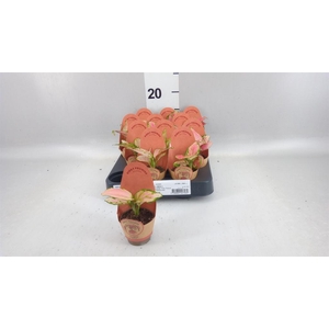 Aglaonema KB   ...