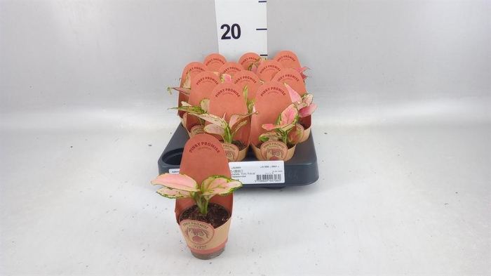 <h4>Aglaonema KB   ...</h4>