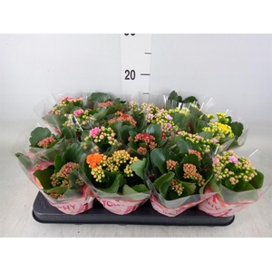 Kalanchoe blos.   ..rosebud mix  5