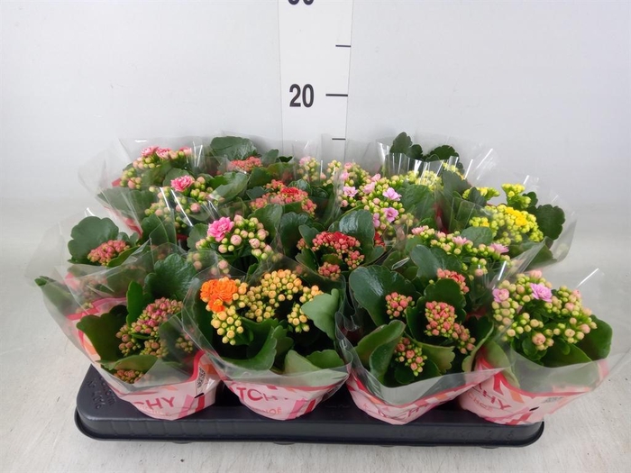<h4>Kalanchoe blos.   ..rosebud mix  5</h4>
