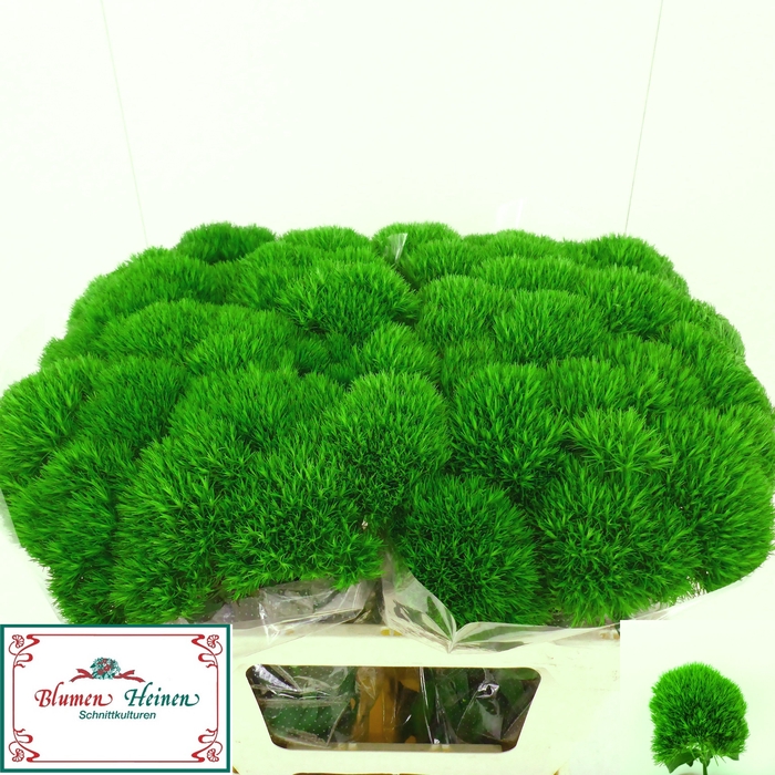 <h4>DI BARB GREEN WICKY</h4>