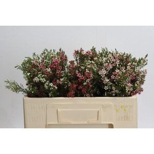 Chamelaucium My Sweet 16