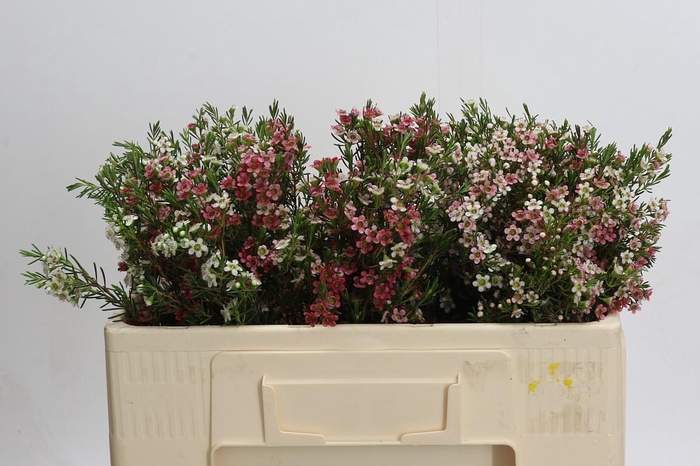 <h4>Chamelaucium My Sweet 16</h4>