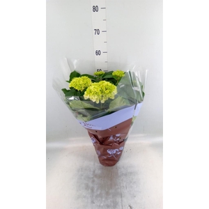 Hydrangea mac. 'Crystal Palace'