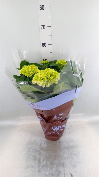 <h4>Hydrangea mac. 'Crystal Palace'</h4>