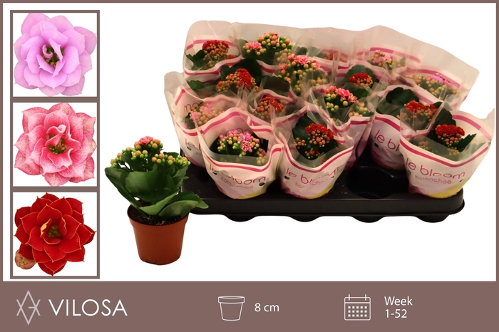 <h4>KAL GE GEM 3 KL</h4>