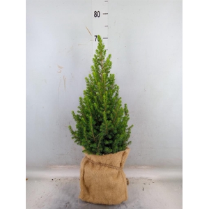 Picea glauca 'Conica'