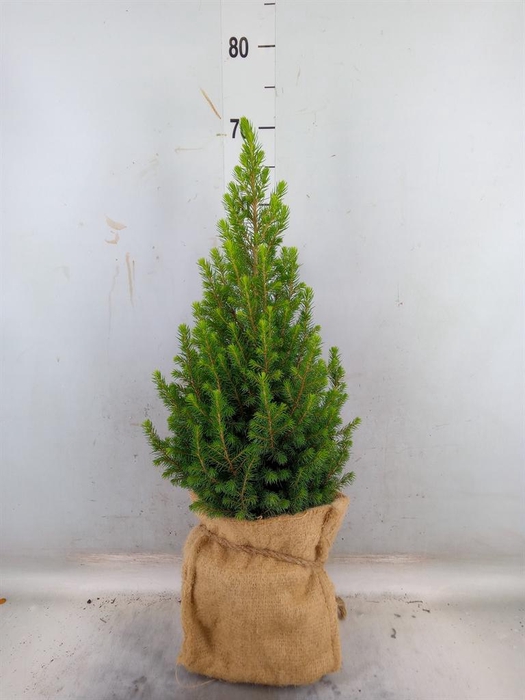 <h4>Picea glauca 'Conica'</h4>