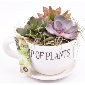 Arrangementen succulenten 6%