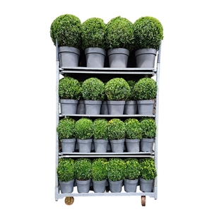 Mixkar Buxus met 2x17 Bol 28, 1x11 Bol 33, 1x8 Bol 45