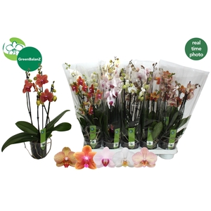 PHAL GEM 5 KL