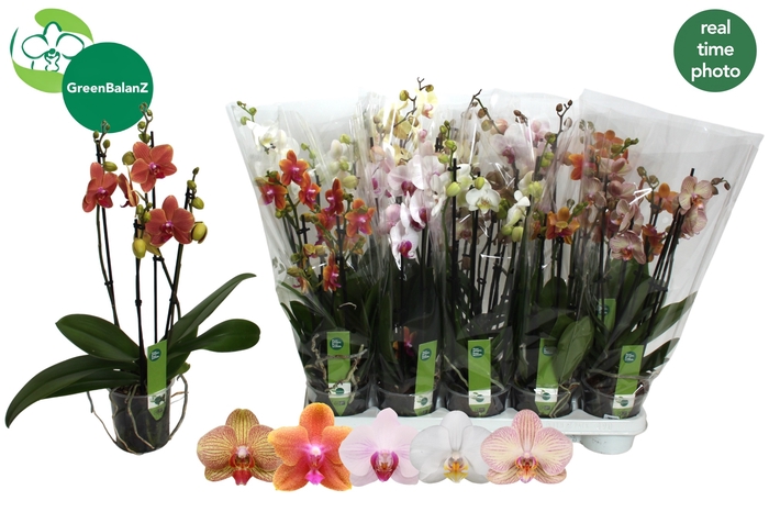 <h4>PHAL GEM 5 KL</h4>