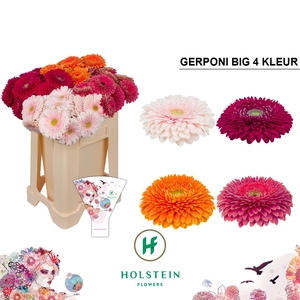 GE GB GERPONI BIG 4-KLEUR x40