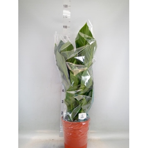 Spathiphyllum  'Sweet Silvana'