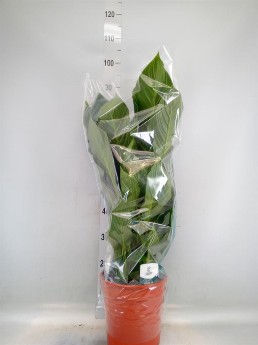 <h4>Spathiphyllum  'Sweet Silvana'</h4>