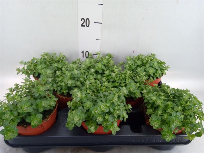 <h4>Helichrysum mic. 'Silver Mist'</h4>