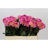 Dahlia Esli