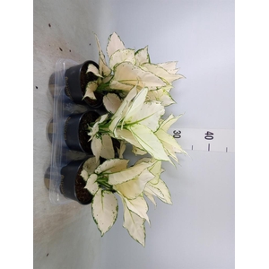 Aglaonema  'White Joy'