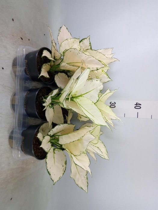 <h4>Aglaonema  'White Joy'</h4>