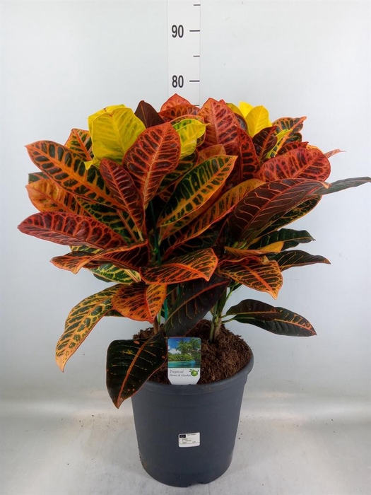 <h4>Codiaeum var. GR 'Petra'</h4>