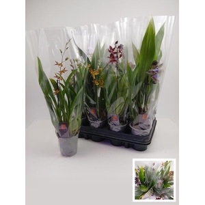 ORCHIDEEEN GEM