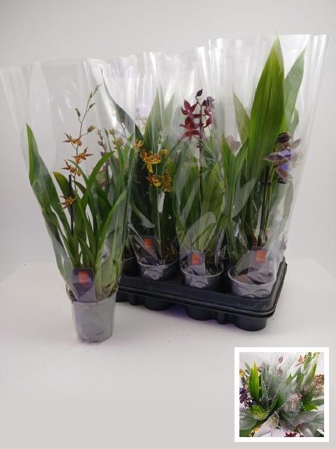 <h4>ORCHIDEEEN GEM</h4>