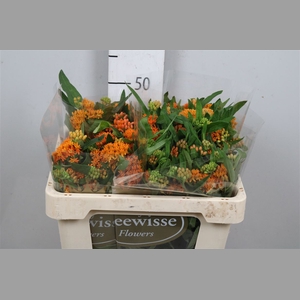 Ascl Tuberosa