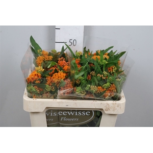 Ascl Tuberosa