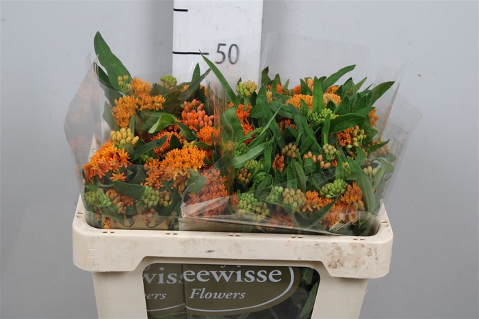 <h4>Ascl Tuberosa</h4>