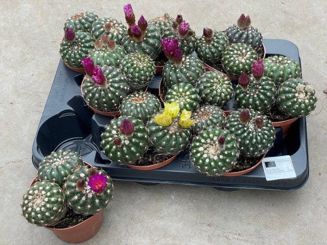 <h4>CACTUS BLOEIEND</h4>