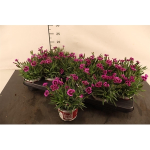 Dianthus 10.5 Cm. P. Picture Perfect