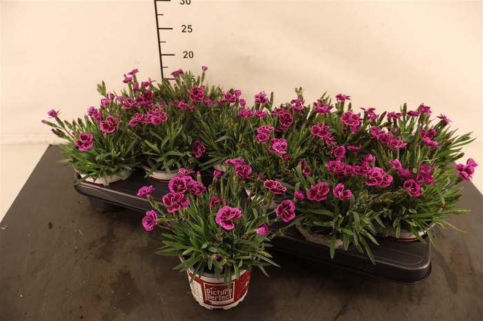<h4>Dianthus 10.5 Cm. P. Picture Perfect</h4>