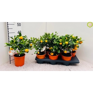 CITR MICROCARPA