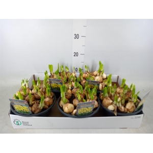 Narcissus  'Tete a tete'