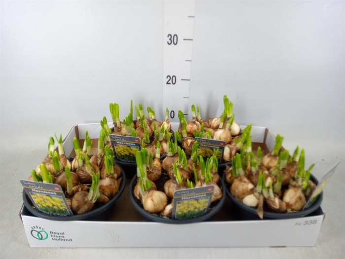 <h4>Narcissus  'Tete a tete'</h4>