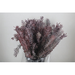 Mimosa Luna D'argento Abs Red P Bunch